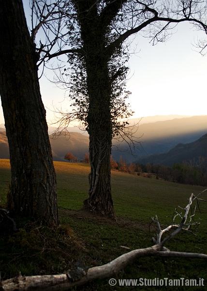 Tramonto e ramo.jpg